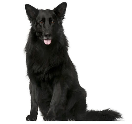 Belgian best sale shepherd breeder